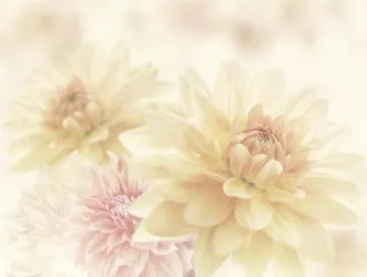 FLOWER - DAHLIA NG | Carta da parati grandi fiori - Colore 1